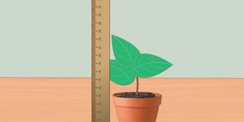 Misurare il tasso di crescita delle piante
