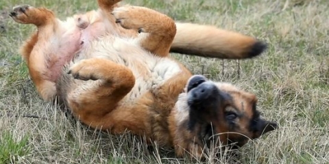 Alleviare le orecchie pruriginose di un cane