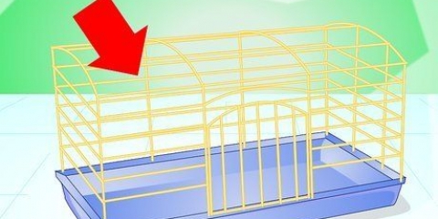 Rendere confortevole la gabbia della tua cavia