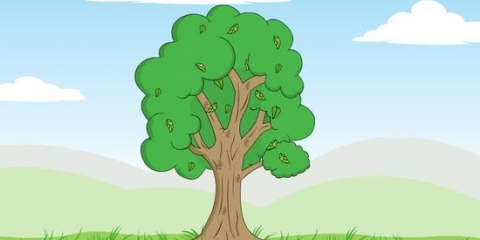 Determinazione dell'età di un albero