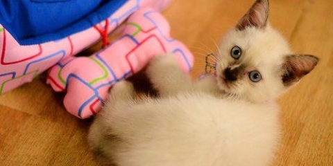 Determinare l'età di un gattino