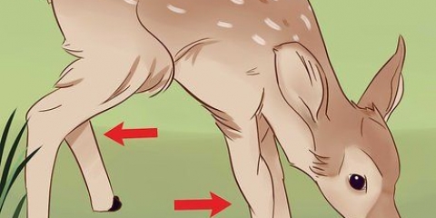 Determinazione dell'età di un cerbiatto