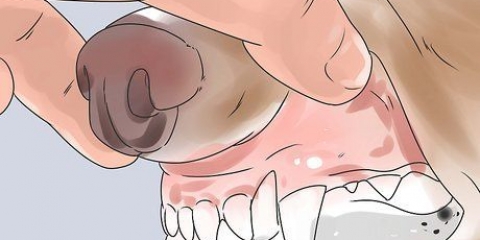 Determinare l'età del tuo cane attraverso i suoi denti