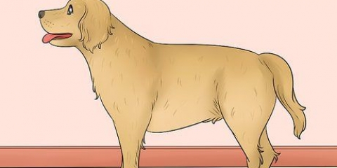 Misurare la lunghezza di un cane