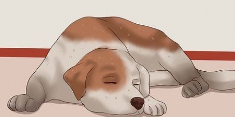 Tagliare le unghie di un cane