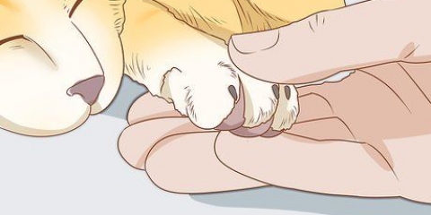 Taglia le unghie del tuo gatto