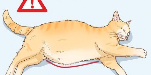 Determinare la causa di una pancia dilatata nei gatti