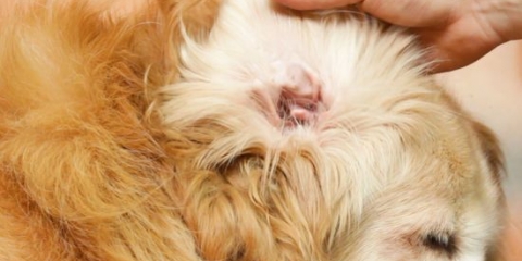 Pulisci le orecchie del tuo cane