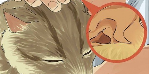 Pulisci le orecchie del tuo gatto