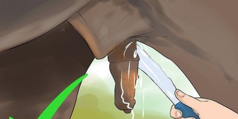 Pulizia del fodero di un cavallo