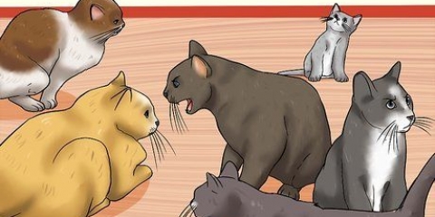 Riconoscere i segni di abuso di gatti