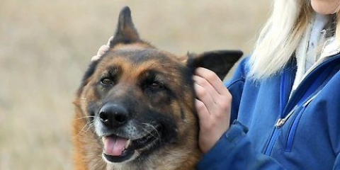 Misurare la temperatura del tuo cane senza usare un termometro