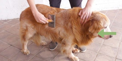 Toelettatura del mantello di un golden retriever