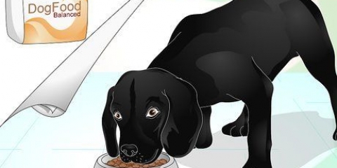 Lucida il pelo di un cane