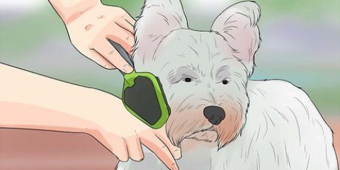 Toelettatura del cappotto di un westie