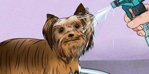 Toelettatura del mantello di uno yorkshire terrier
