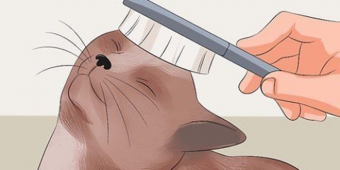 Rendi il pelo del tuo gatto morbido e lucente