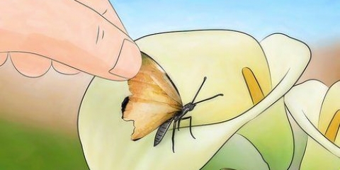 Riparare l'ala di una farfalla