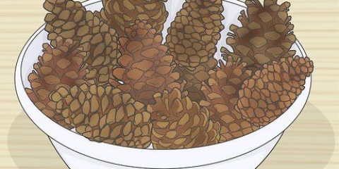 Conservazione delle pigne