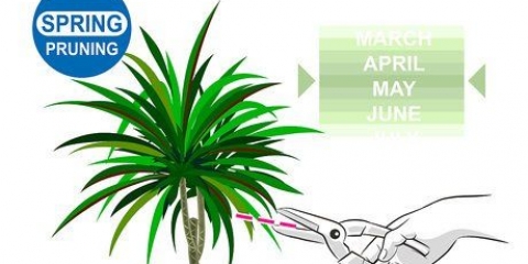 Dracena della potatura