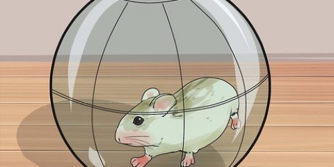 Impedisci ai criceti nani di rosicchiare le sbarre