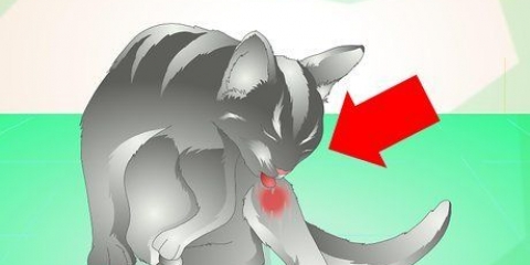 Trattare un ascesso in un gatto