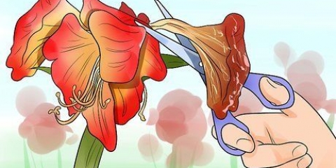 Far sbocciare di nuovo un amarillide