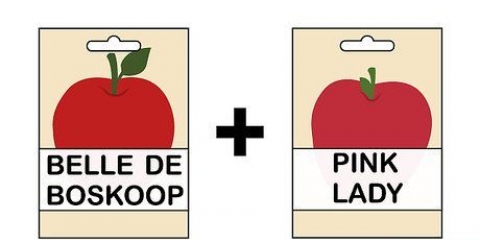 Coltivare un melo da un seme