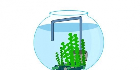 Come avvitare un acquario nel modo giusto