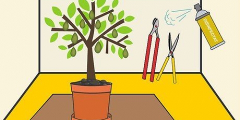 Potare un albero di avocado in una pentola