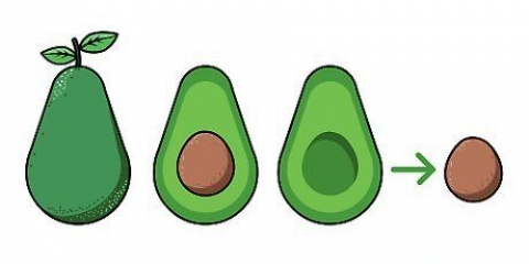 Coltivare una pianta di avocado