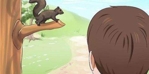 Crescere un cucciolo di scoiattolo