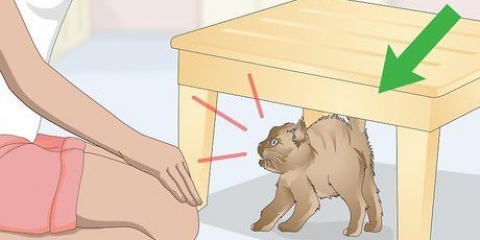Legame con un gatto arrabbiato o spaventato