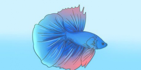 Formare un legame con il tuo pesce betta