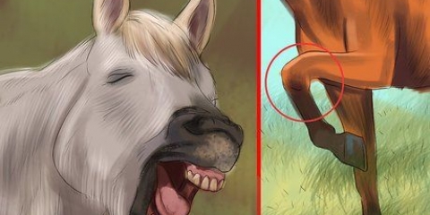 Creare un legame con il tuo cavallo attraverso l'equitazione naturale