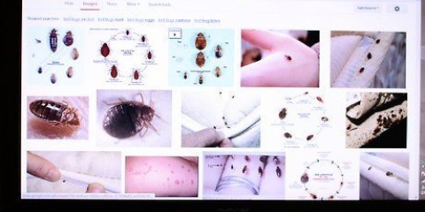 Riconoscere una cimice