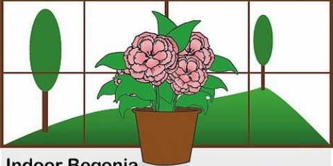 Prendersi cura di una begonia