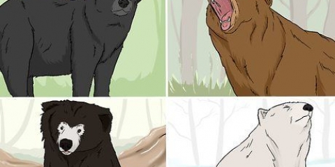 Sopravvissuto a un attacco di orso
