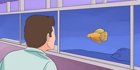 Aiutare un pesce betta a vivere più a lungo