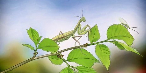 Tenere una mantide religiosa come animale domestico