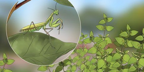 Tenere una mantide religiosa come animale domestico