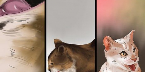 Trattare una puntura d'ape su un gatto