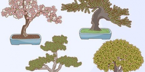 Crescere e prendersi cura di un bonsai