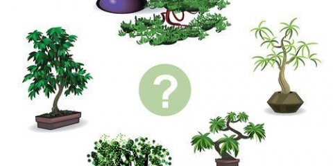 Coltivare un albero di bonsai