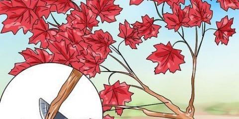 Realizzare un albero di bonsai dall'acero giapponese