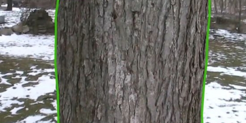 Tocca un albero per lo sciroppo d'acero