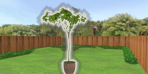 Pianta un albero