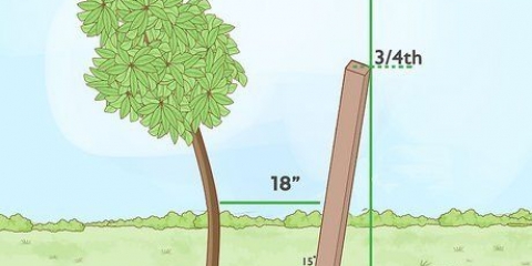 Crescere un albero in posizione verticale