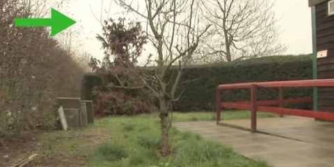 Pota un albero