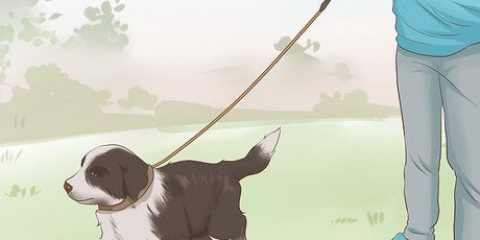Addestrare un cucciolo di border collie